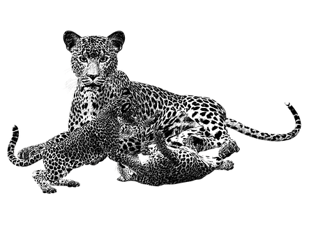 A Couple Of Leopards Playing