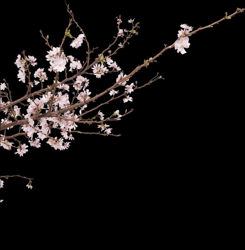 Cherry Blossom Png 849 X 869