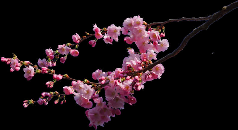 A Branch With Pink Flowers