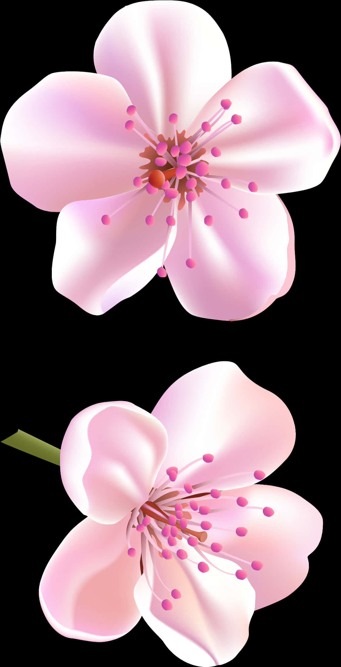 Cherry Blossom Png 1125 X 2197