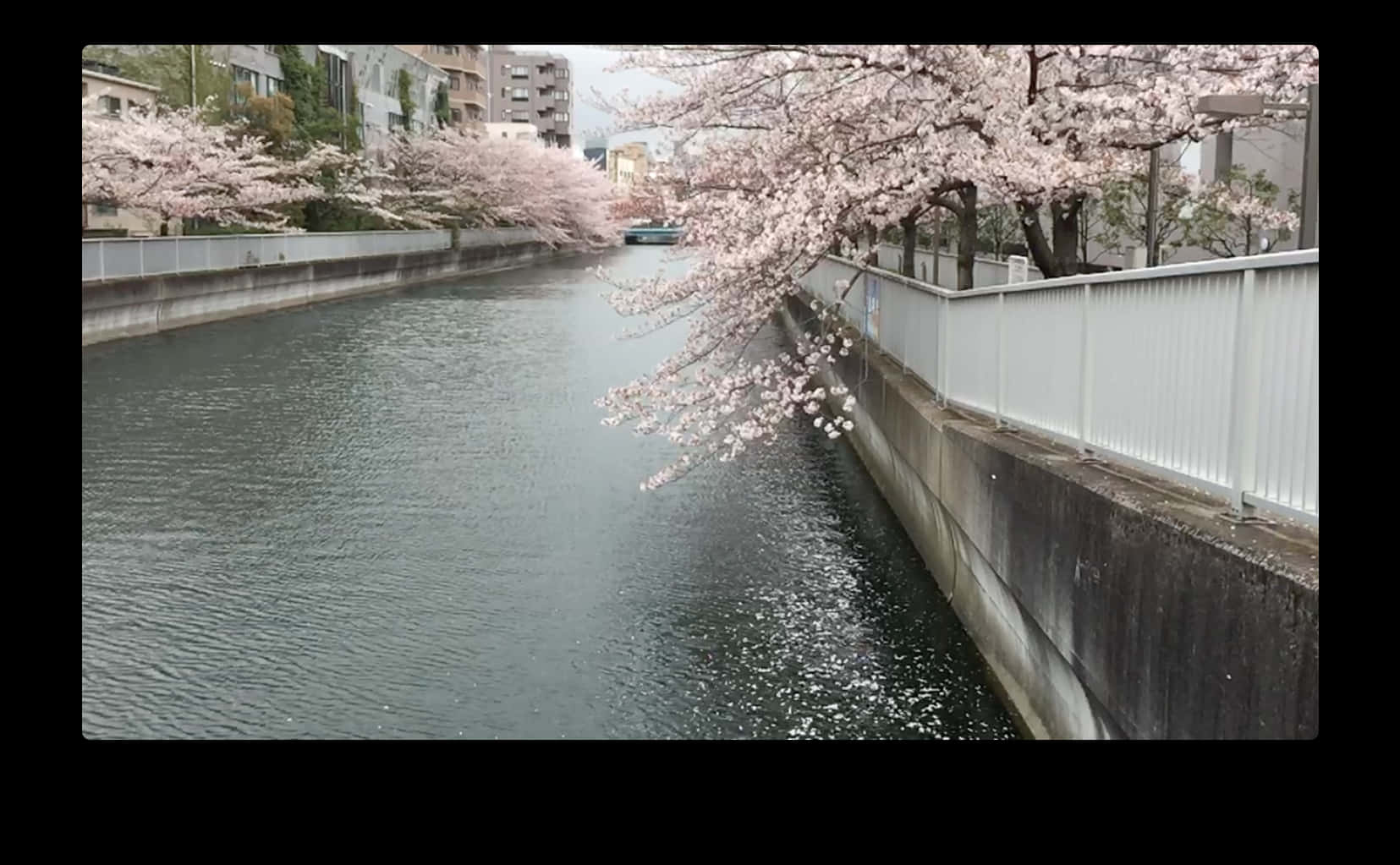 A River With Pink Flowers