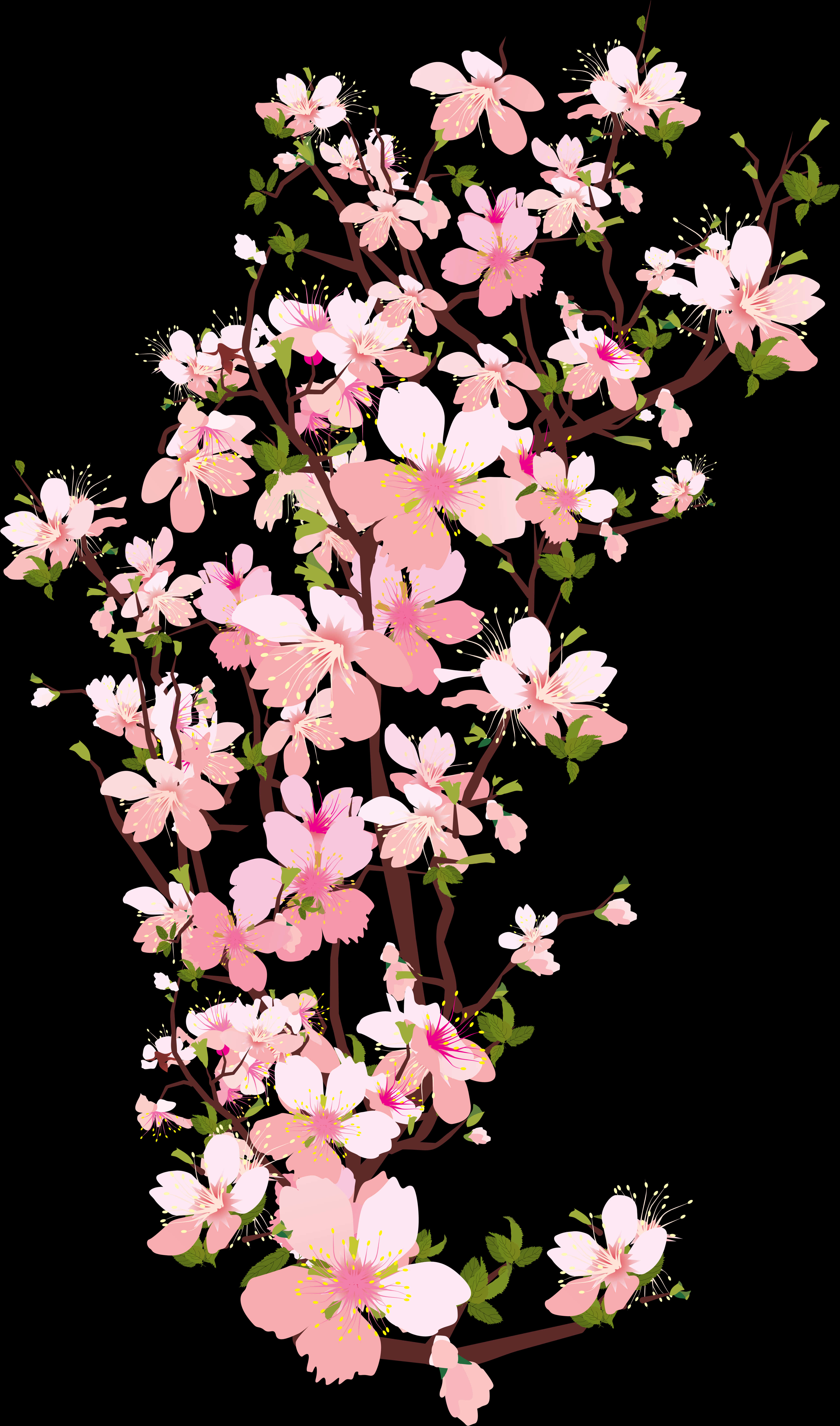 Cherry Blossom Png 4149 X 7040