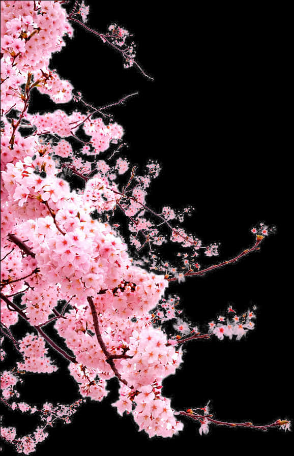 Cherry Blossom Png 578 X 897