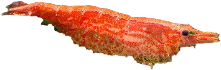 A Close Up Of A Sea Creature
