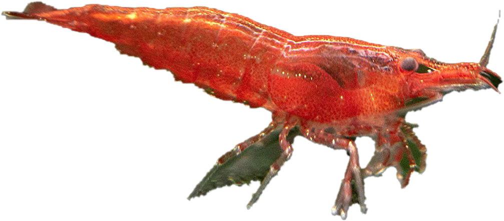 A Close Up Of A Red Animal