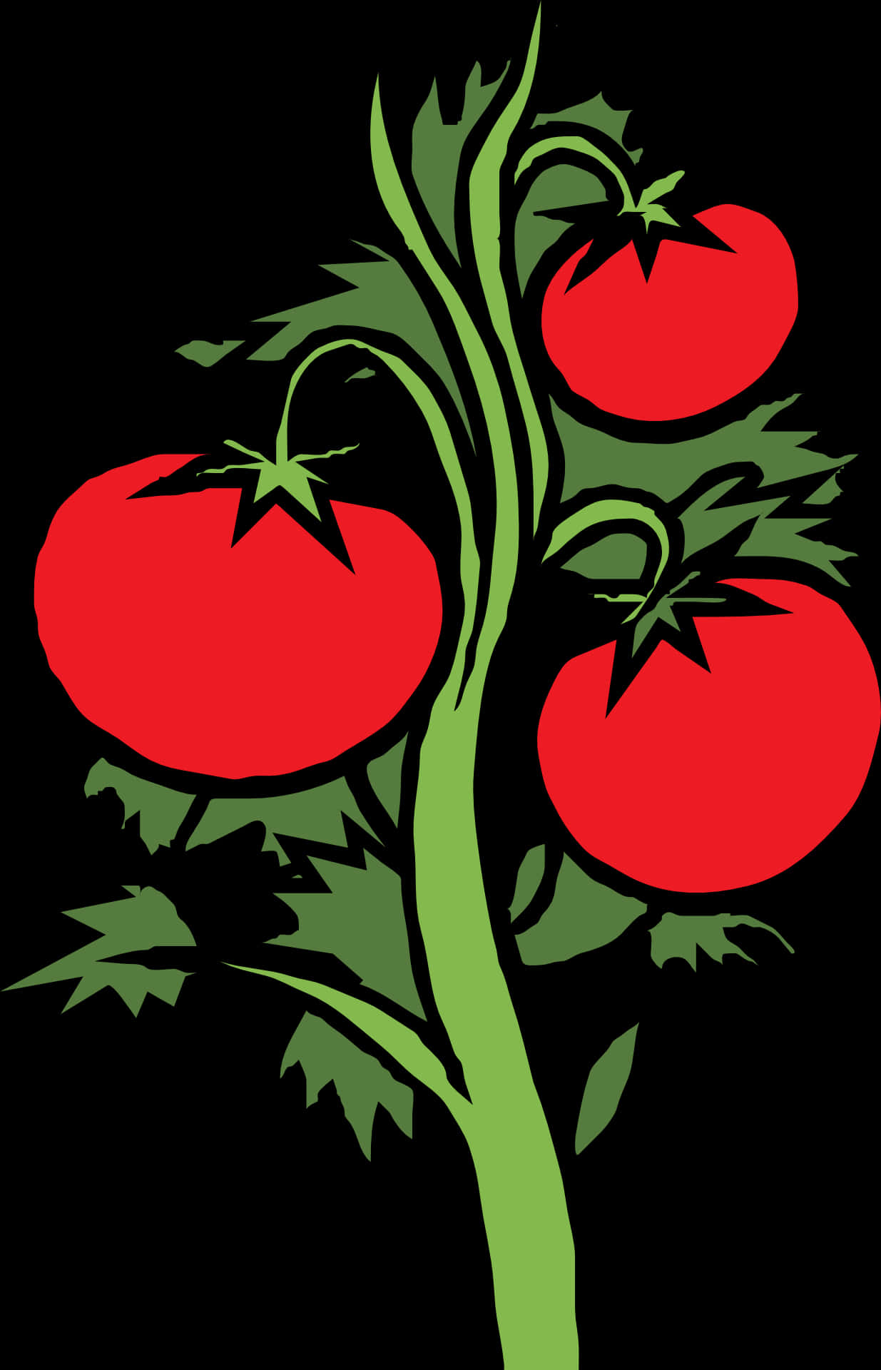 A Tomato Plant With Three Red Fruits