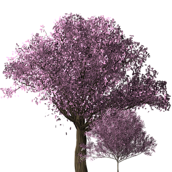 A Tree With Purple Leaves