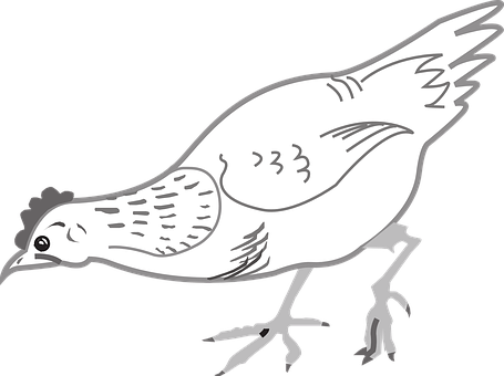 A White Bird With Black Background