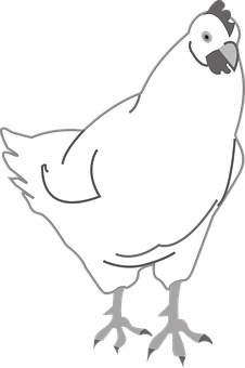 A White Chicken With Black Background