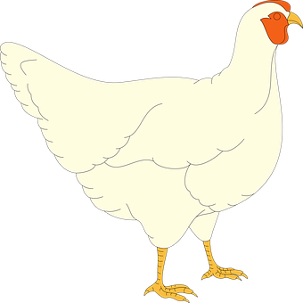 A White Chicken With Orange Beak