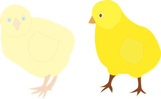 A Couple Of Yellow Chickens