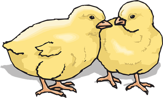 A Couple Of Yellow Chicks