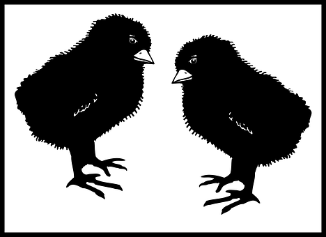 A Black And White Picture Of Two Birds