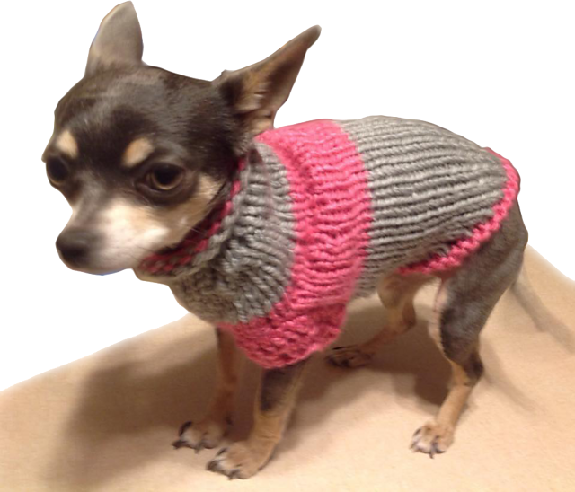 A Small Dog Wearing A Sweater