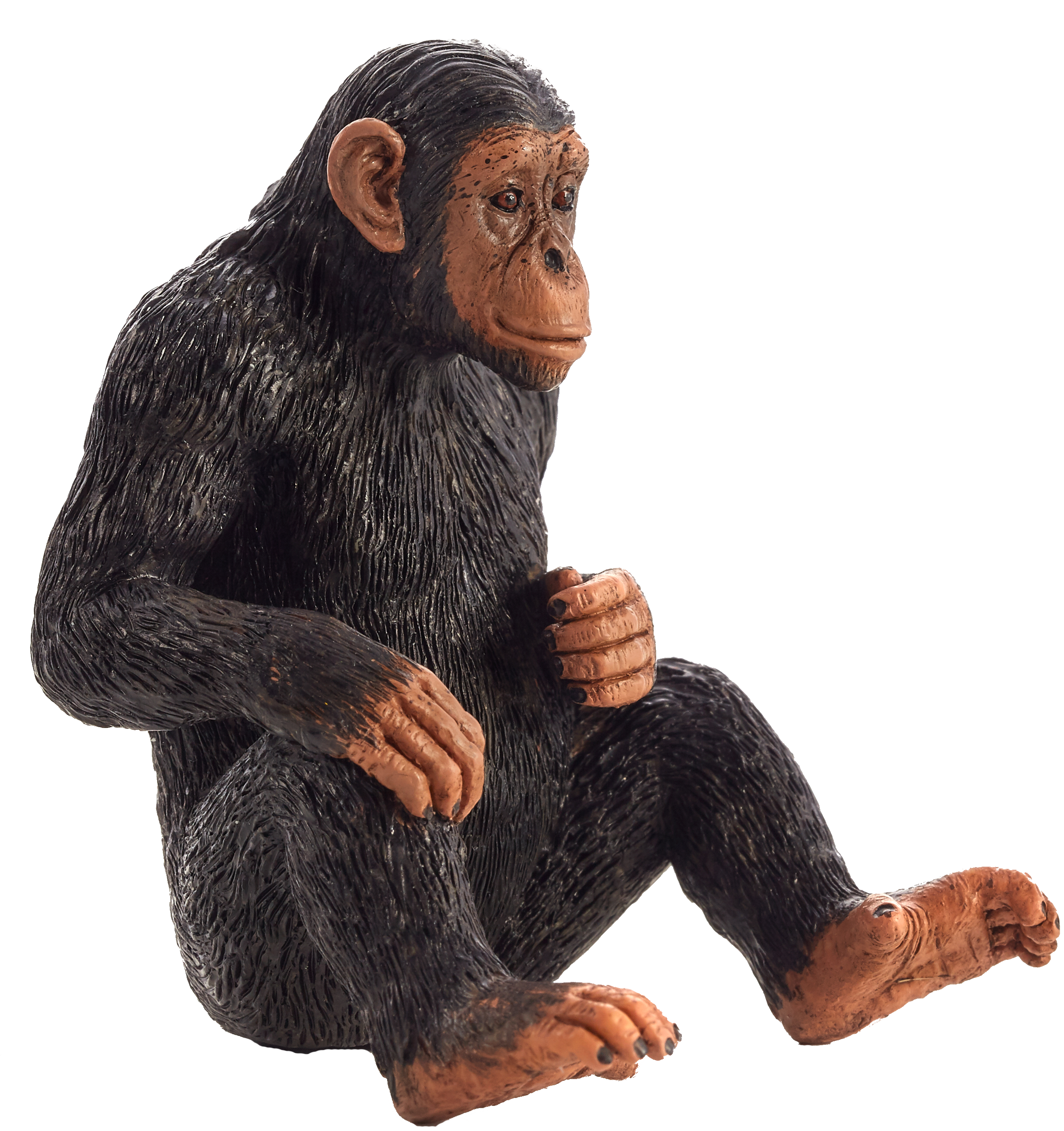 Chimpanzee PNG