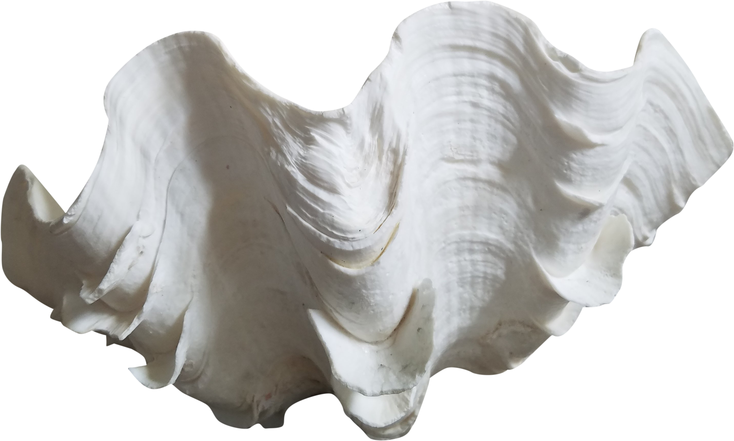 Clam Png 2873 X 1726