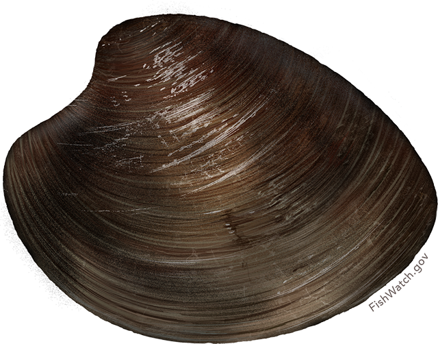 Clam Png 640 X 502