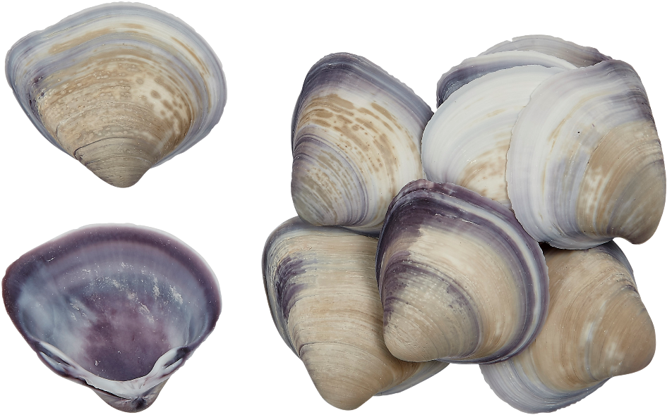 Clam Png 945 X 589