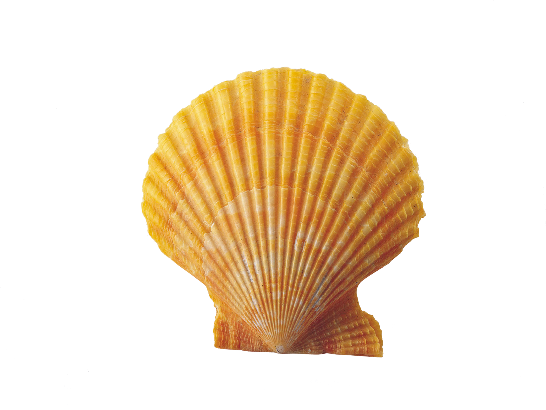 Clam Png 1787 X 1342