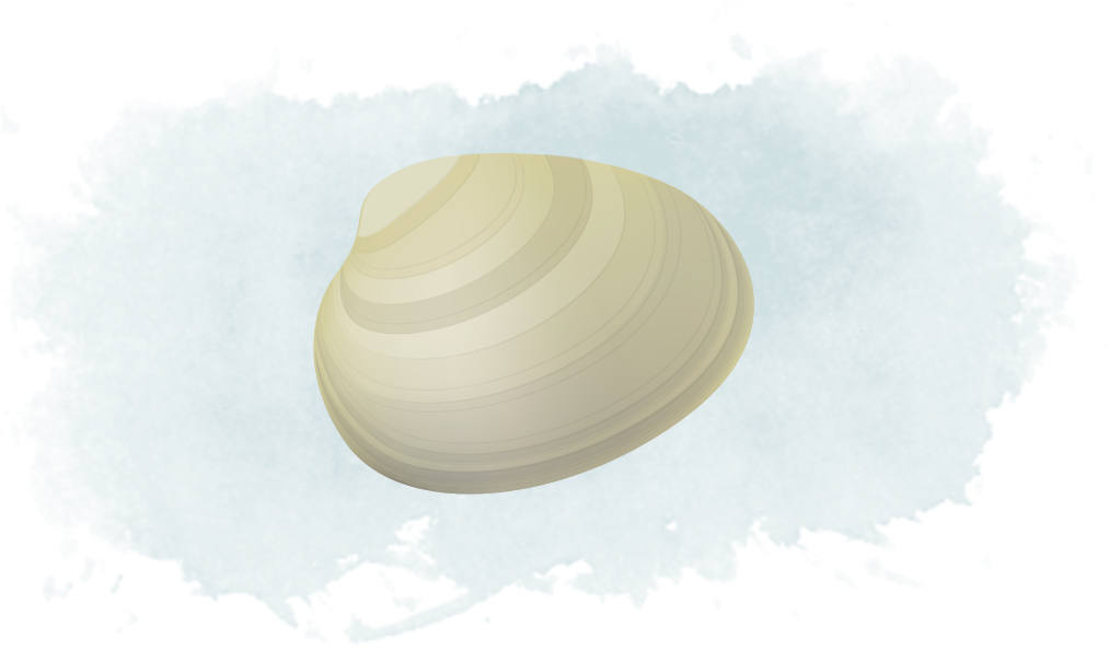 Clam Png 1013 X 594