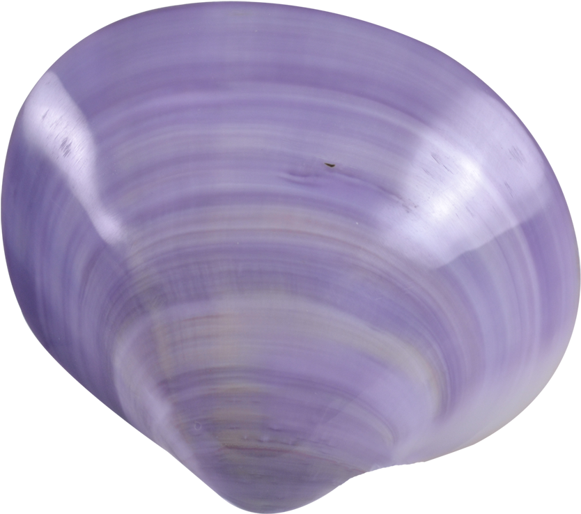Clam Png 834 X 738