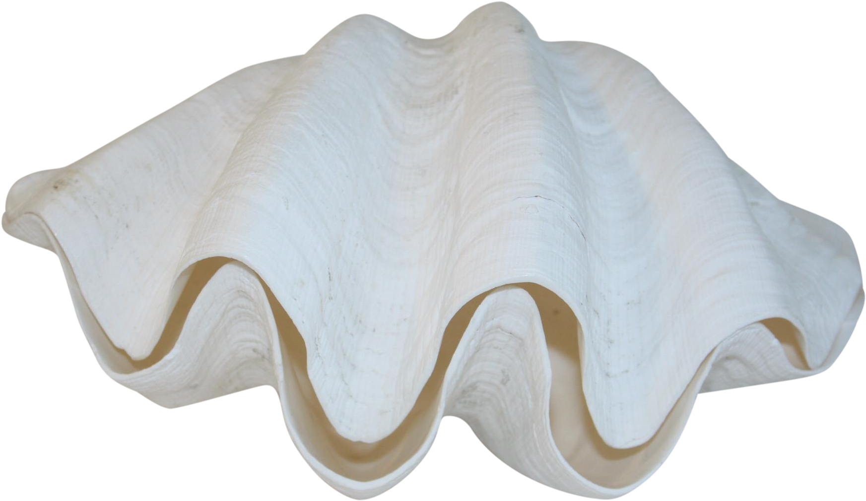 Clam Png 1745 X 1010
