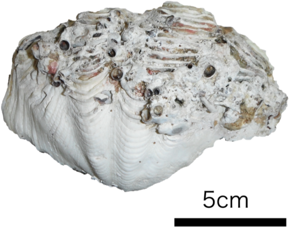 Clam Png 578 X 454