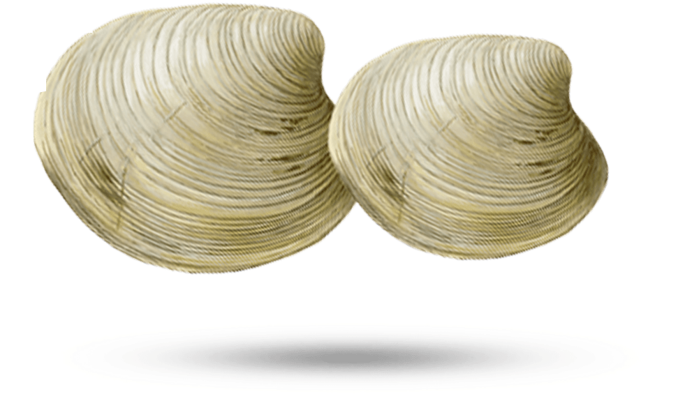 Clam Png 971 X 575