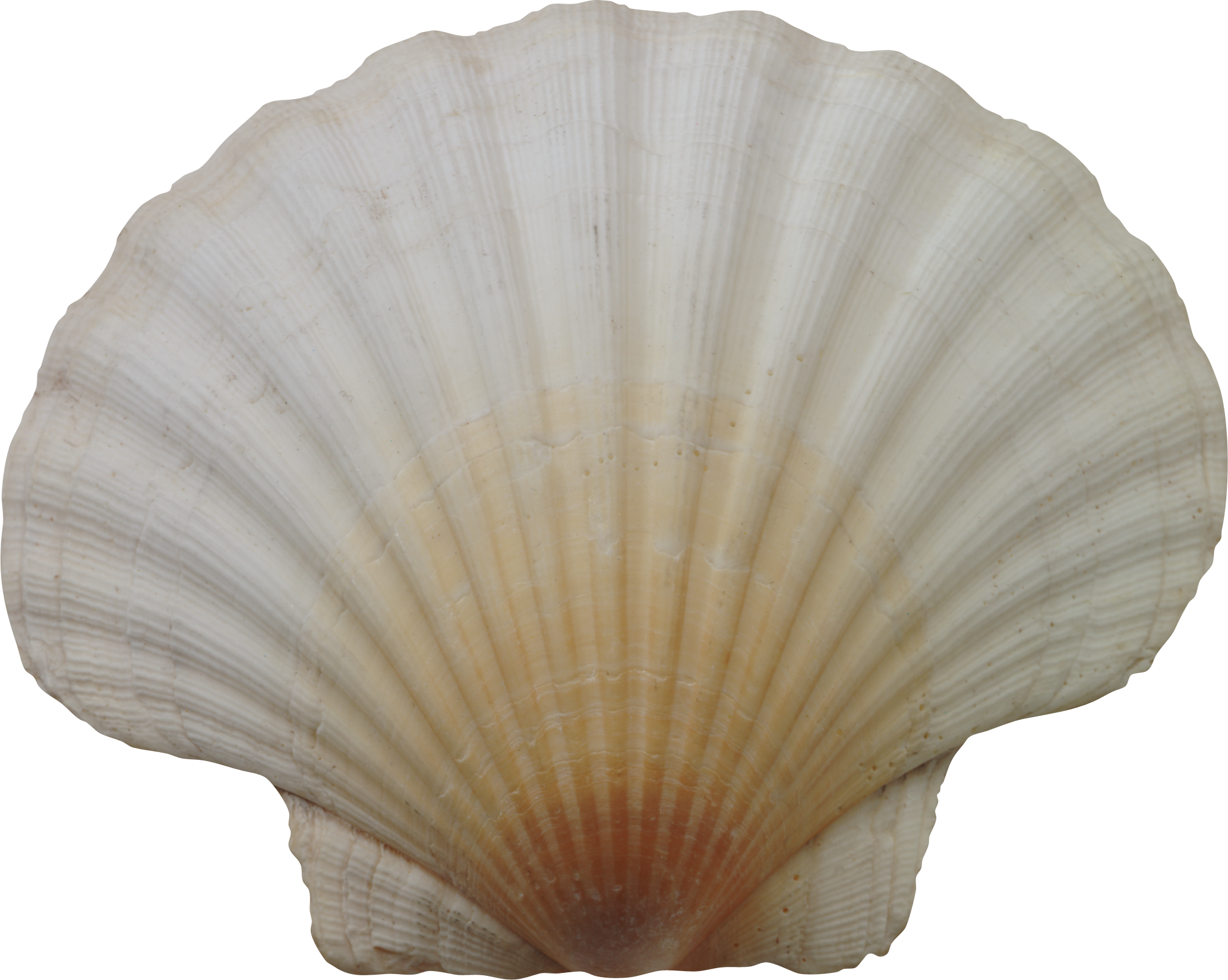 Clam Png 2067 X 1651