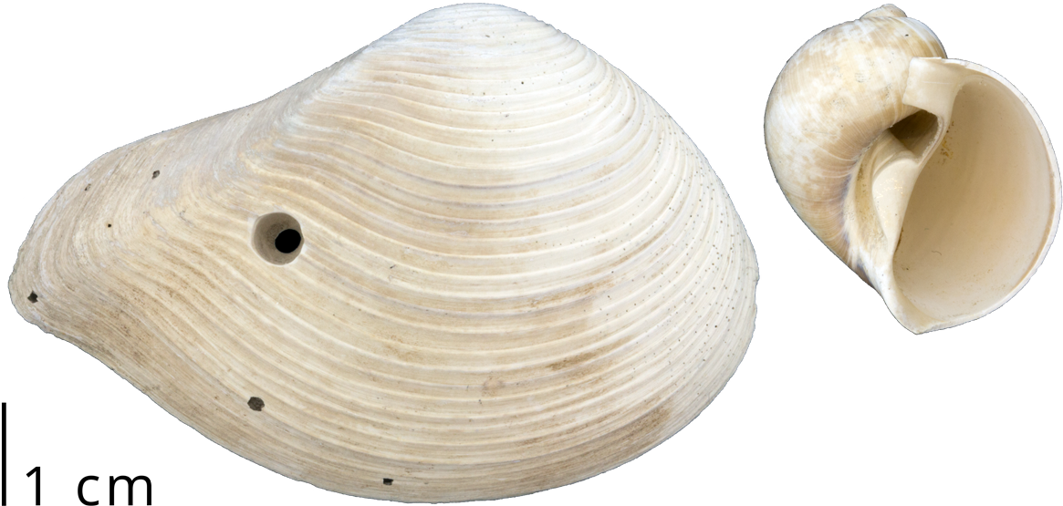 Clam Png 1165 X 555