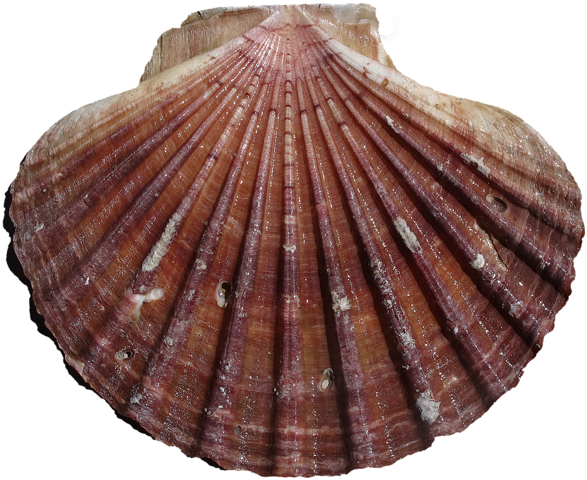 Clam Png 833 X 682