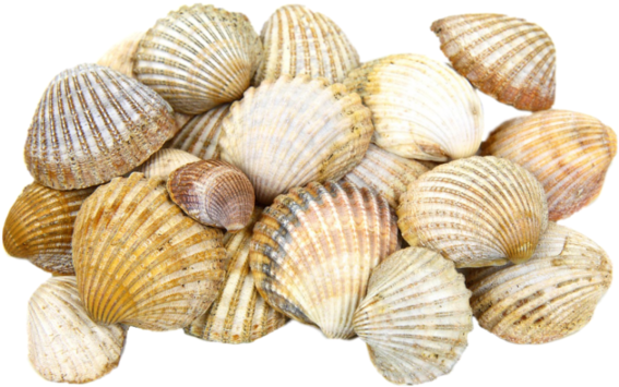 Clam Png 567 X 355