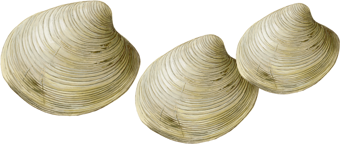 Clam Png 1183 X 502