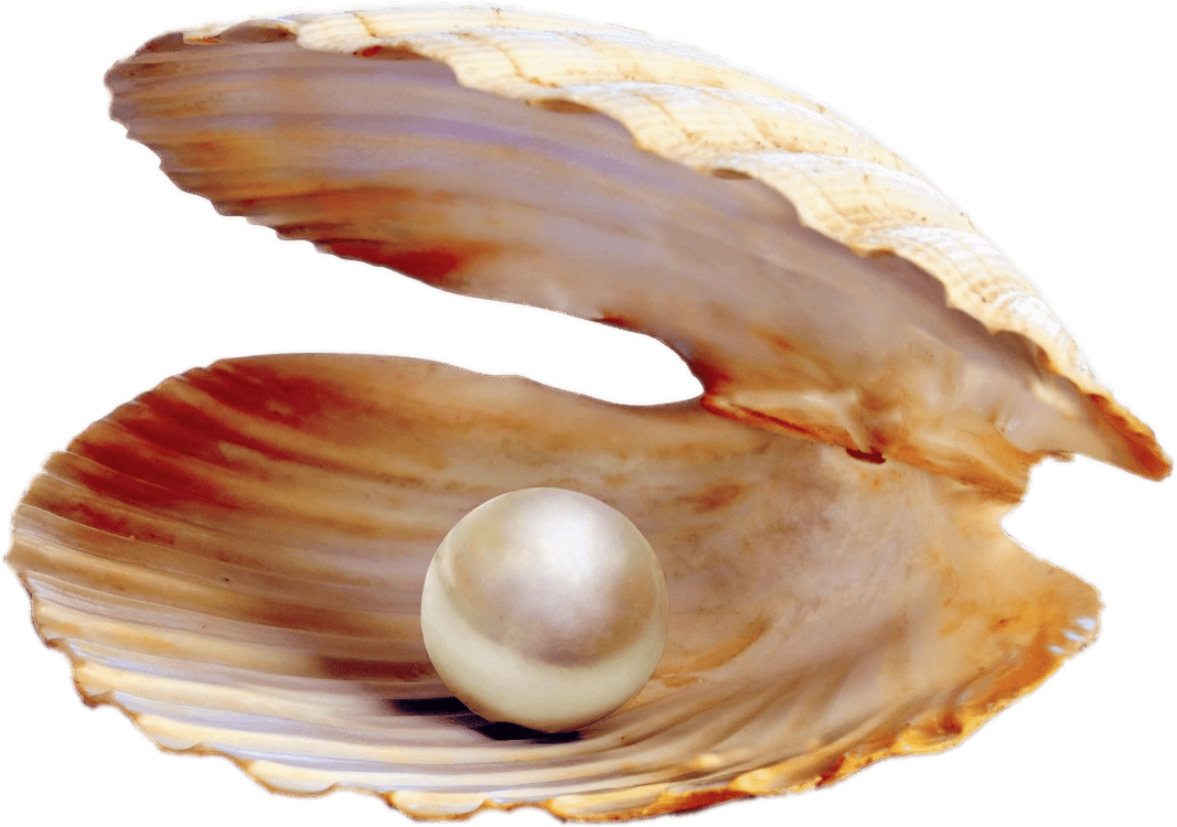 Clam Png 1067 X 750