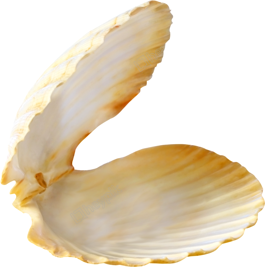 Clam Png 1024 X 1034