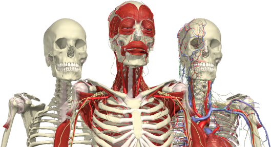 A Group Of Skeletons With Veins And Arteries