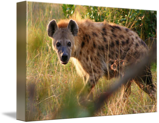 Clip Art Hyena Pics - Spotted Hyena, Hd Png Download