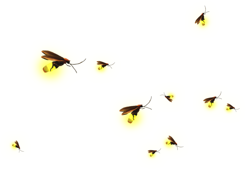 A Group Of Glowing Insects