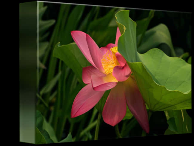 Clip Art Peekaboo Blossom By Byron - Sacred Lotus, Hd Png Download