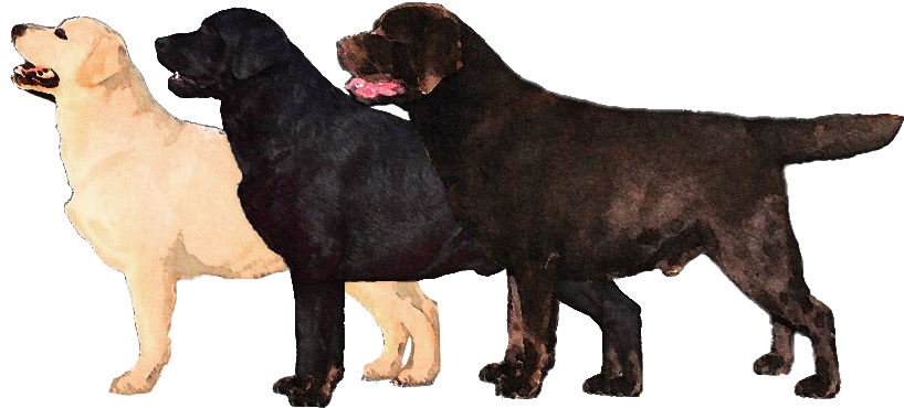 A Black And Brown Dog Standing Next To A Black Background