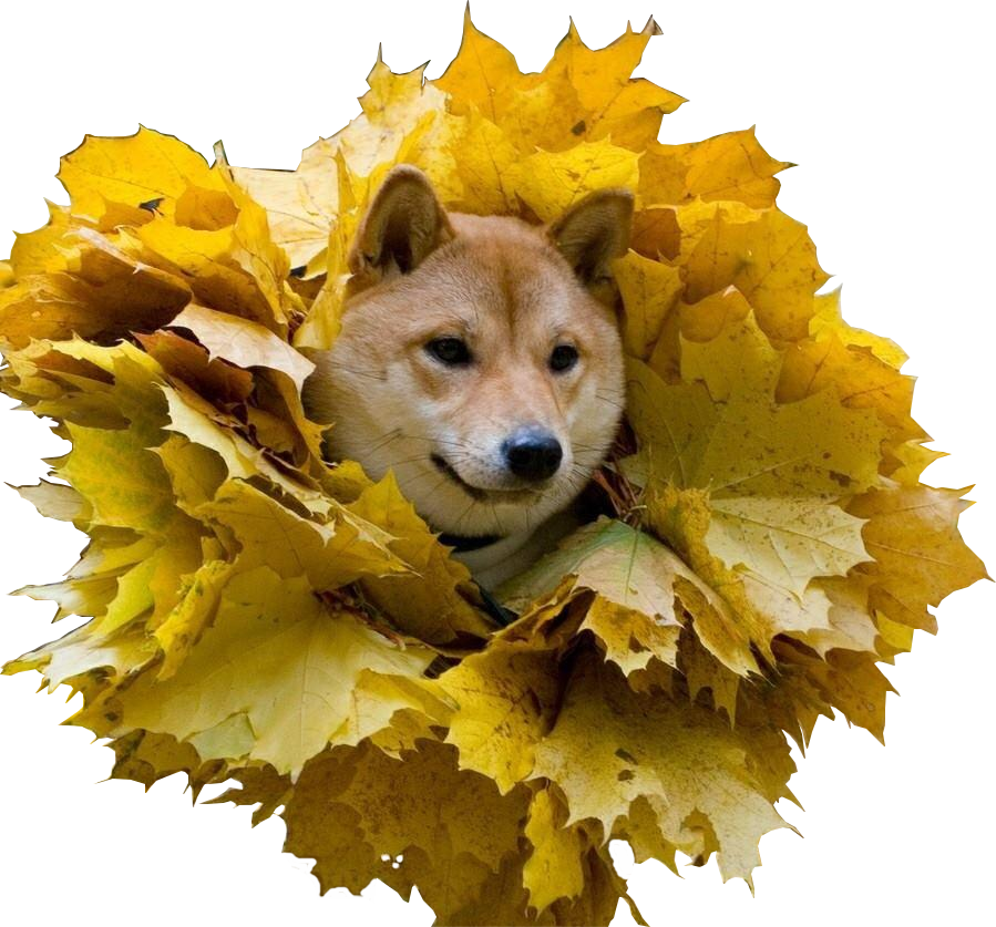 Clip Art Pomeranian Shiba Inu - Shiba Inu And Autumn, Hd Png Download