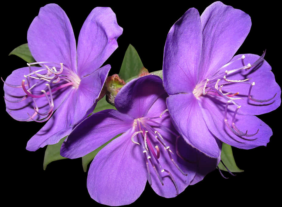 A Close Up Of Purple Flowers