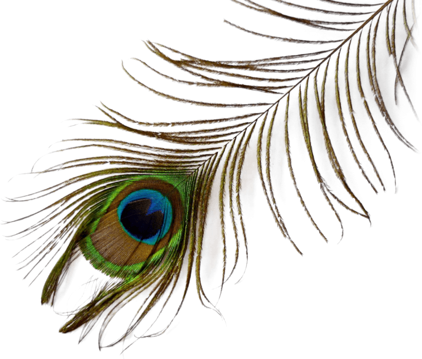 A Close Up Of A Peacock Feather