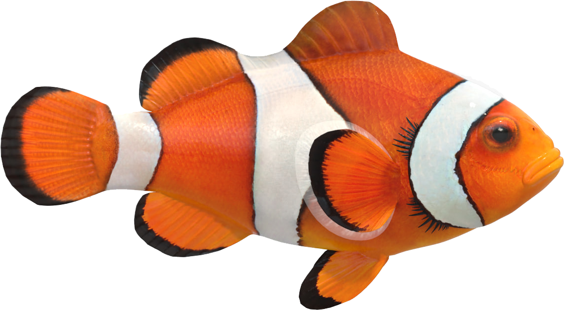 Clown Fish Png Free Pic - Real Clown Fish Png, Transparent Png