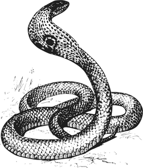 A Black And White Drawing Of A Snake