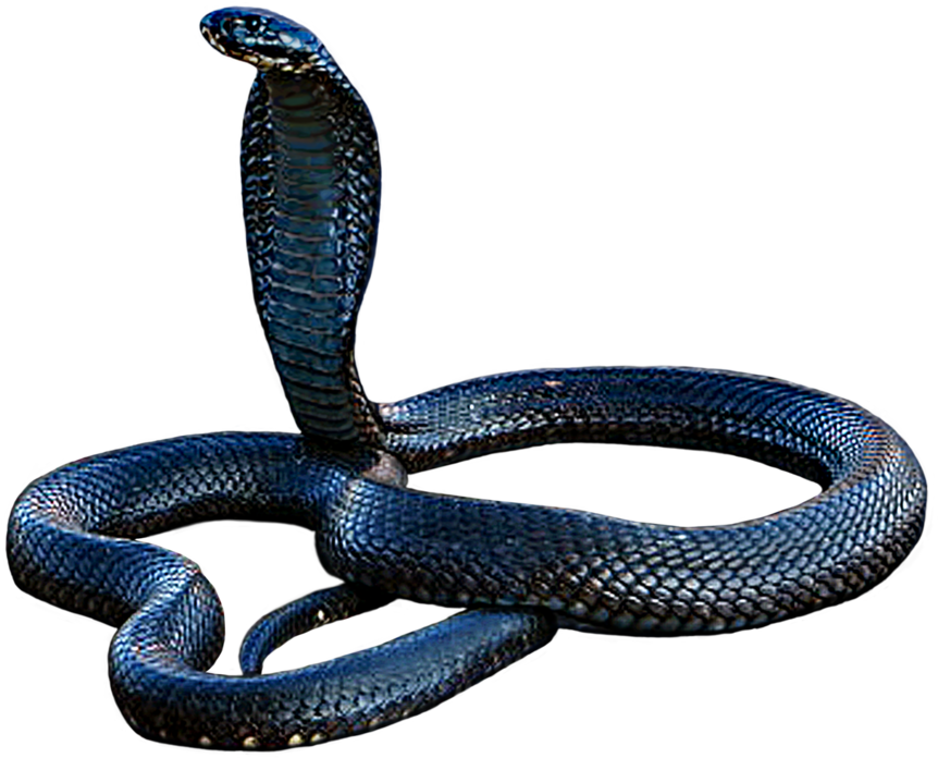 A Blue Snake With A Black Background