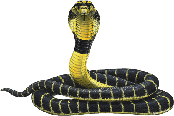 A Yellow And Black Snake