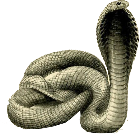 A Snake Coiled Up With Its Mouth Open