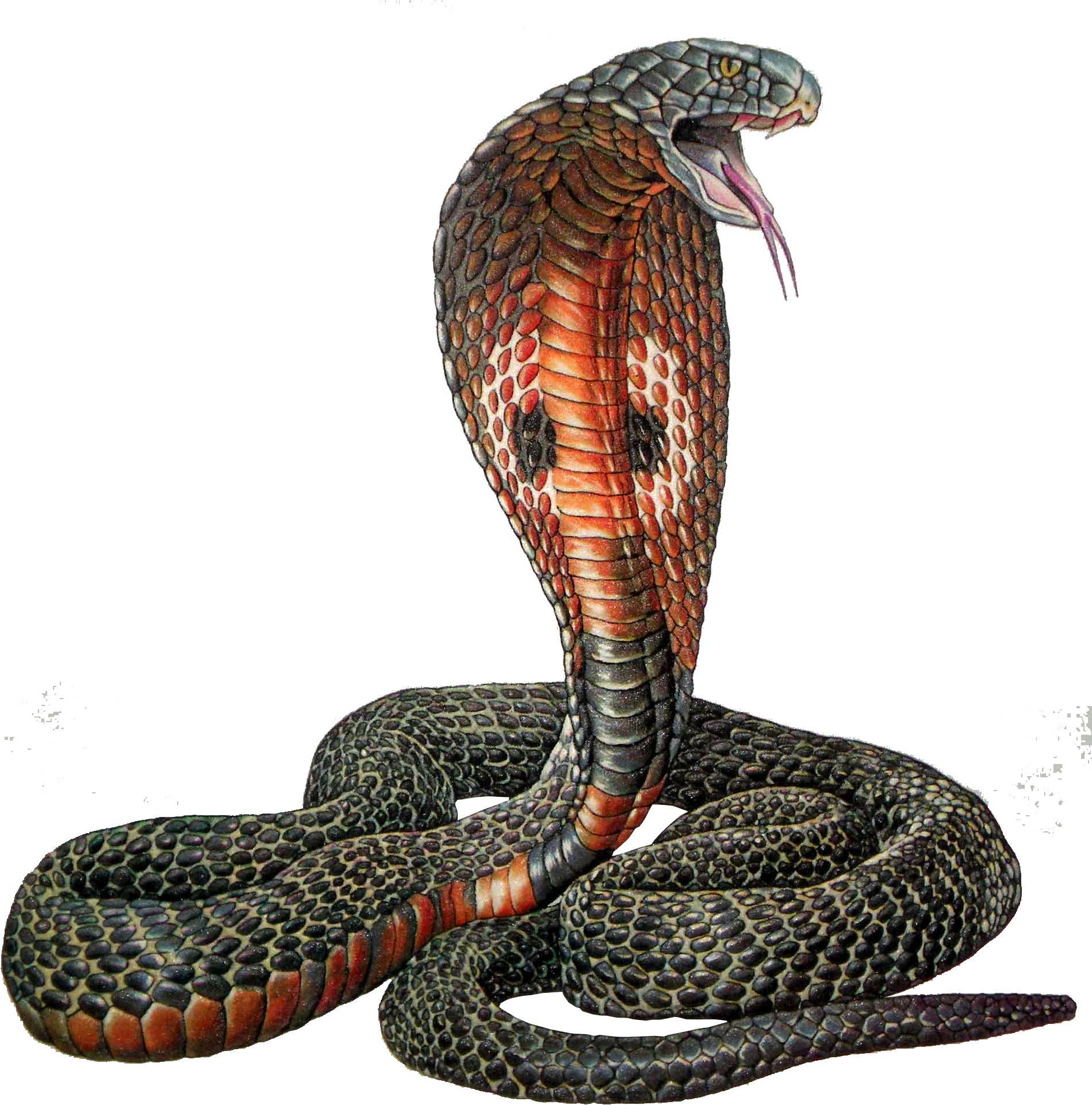 A Snake With Its Mouth Open