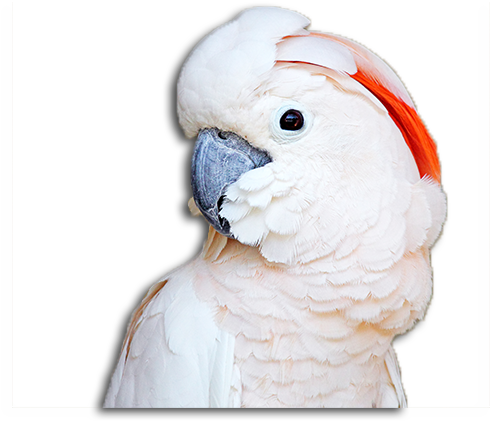 A White Bird With Orange And Black Feathers